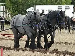 two iron-grey heavy horses in traction harness