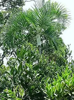 Dypsis arenarum