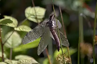 Showing underside
