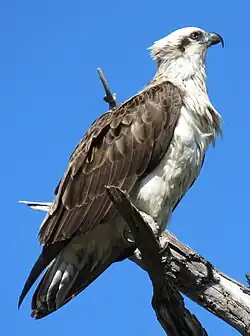 Australasian osprey (P. h. cristatus), in Australia