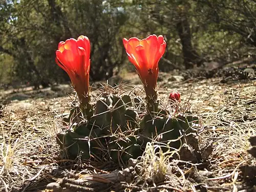 Plant growing in San Miguel County, New Mexico