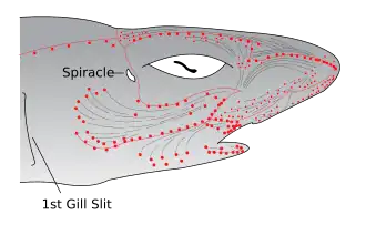 Drawing of shark head.