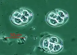 "Eimeria maxima" oocysts