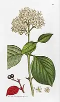 Dogwood or Wild Cornel-tree. Plate 249. Vol 4 (1st. Ed. 1795)