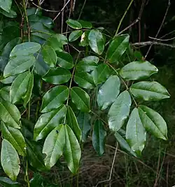 Foliage