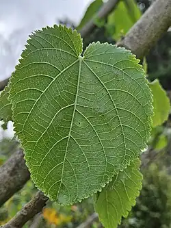 Leaf