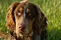 Gibbs des Chaumes de Thiérache, young picardy spaniel 6 months old