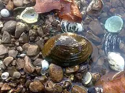 Male specimen, distinguished by lacking the marsupial swelling (the "claw") of the female