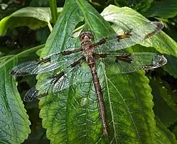 Epitheca princeps on a plant in the garden.