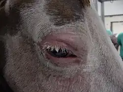 A horse with solar keratosis carcinoma