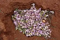 Flowers of E. sturtii carpet the desert