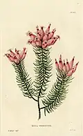 431 Erica ventricosa