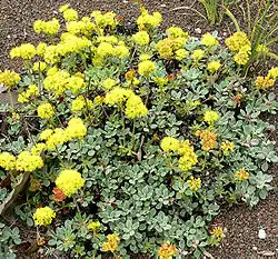 E. umbellatum var. humistratum (habit)