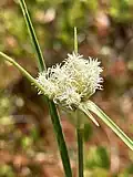 Eriophorum virginicum with flowering head