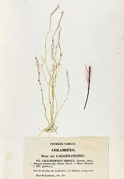 Erythrotrichia carnea