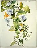 Morning glory flower study n°62, Henri Bergé, Musée de l'École de Nancy