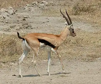 Thomson's gazelle