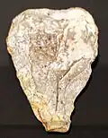 Stone tool - 300,000/250,000 BC
