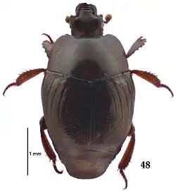 Euspilotus rubriculus