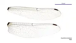 Male wings