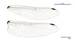 Male wings