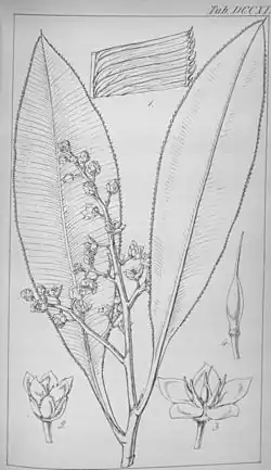 Illustration of species