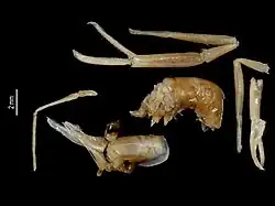 Several pieces of a preserved specimen of a shrimp belonging to exoclimenella denticulata.