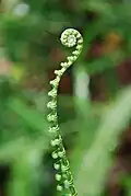 A fern plant (FRIM)