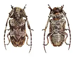 Falsomesosella breuningi