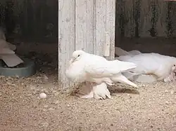 A pigeon with feathers growing on the feet instead of scales.