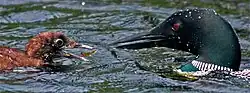 Common loon feeding its young