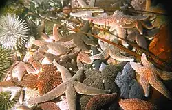 A starfish against a crowded background