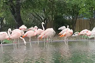 Flamingoes in an exhibit.