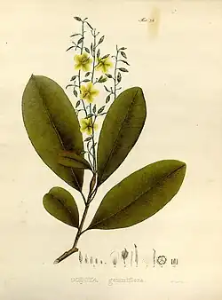 A drawing of a plant with large elliptical green leaves and small yellow flowers