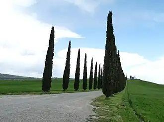 Cupressus sempervirens (Mediterranean Cypress), Tuscany, Italy