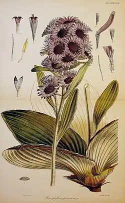 Pleurophyllum speciosum