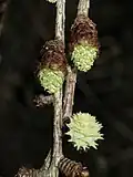 Male (above) and female (below right) cones of Larix kaempferi emerging in spring