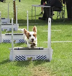 A small dog jumps over hurdles.