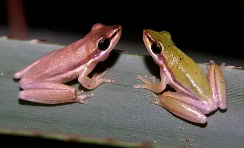 At Fogg Dam, Northern Territory