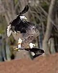 Eagles compete for food at Upper Mississippi River National Wildlife Refuge