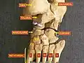 Foot bones - tarsus, metatarsus