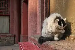 Fluffy white and black cat licking its paw amid red walls and stone tiles