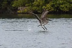 Brown pelican (Pelecanus occidentalis)