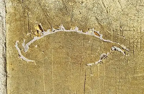 Lateral section of articulated C. deformis (Fort Hays ls.)