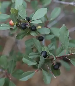 Frangula rubra fruits