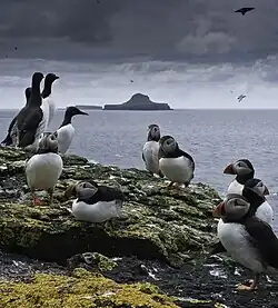 About a dozen seabirds – Atlantic Puffins and Guillemots – stand on a rocky, lichen-covered shore. Beyond lies a distinctively shaped island, resembling a wide-brimmed hat, under a dark cloudy sky.