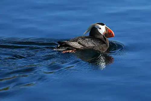 A tufted puffin swims in the refuge