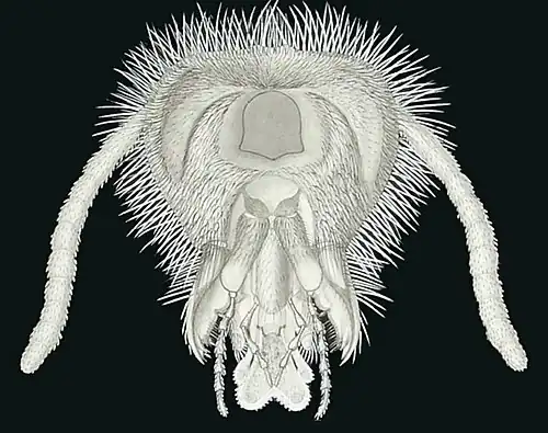 Head of Vespa vulgaris