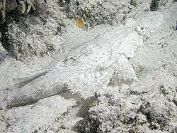 A platycephalid in Papua New Guinea