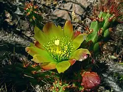 The flower of var. californica in cultivation, at the Regional Parks Botanic Garden in Berkeley, California.